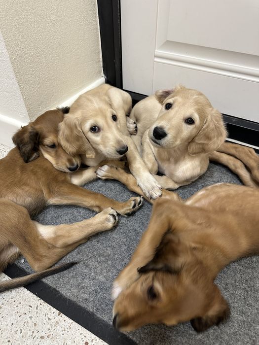 Продаётся щенок тазы — остался один!