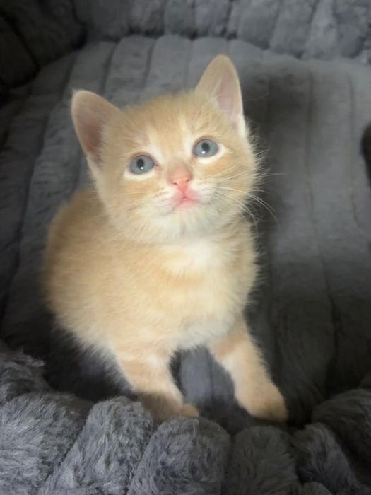 Отдам котят в добрые ручки