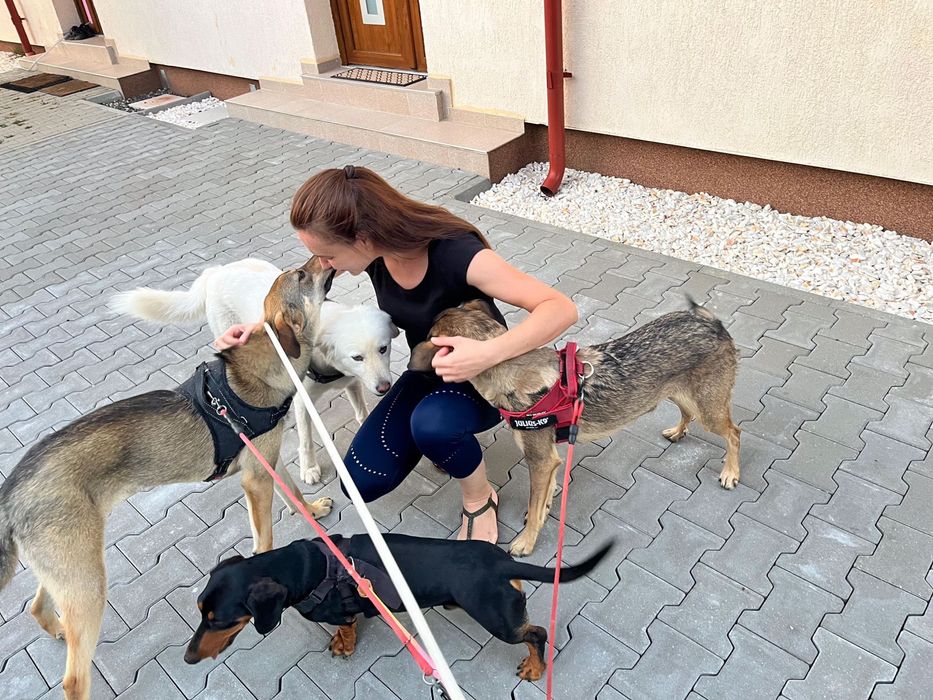 Servicii plimbat catei