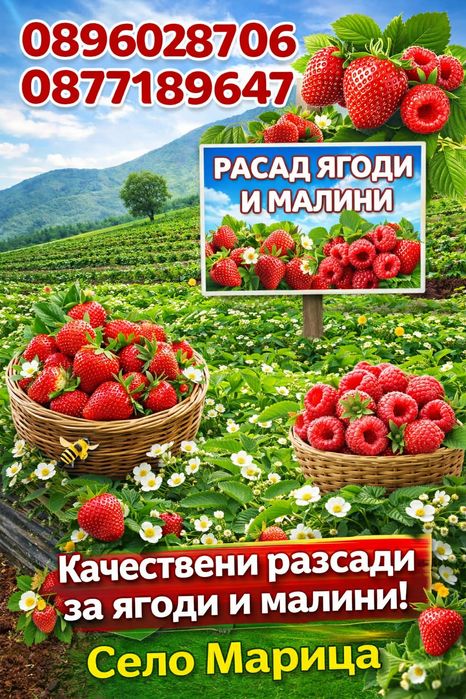 Разсад Ягоди и малини