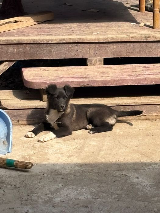 Отдам щенков  бесплатно