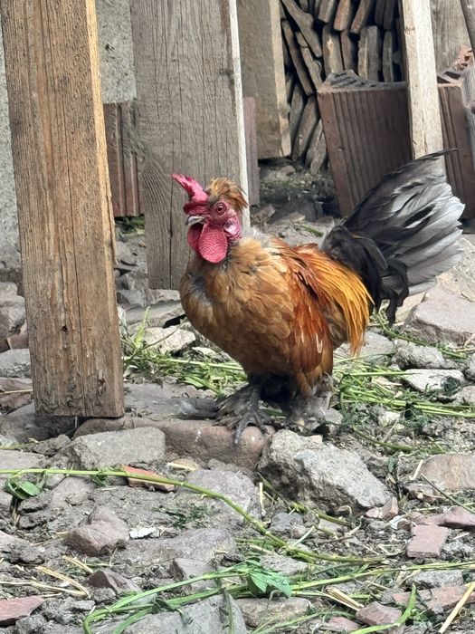 Vand cocosei si gaini pitice