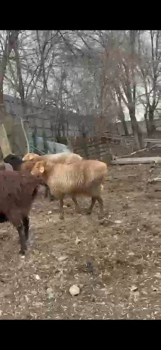 Қойлар сатылымда