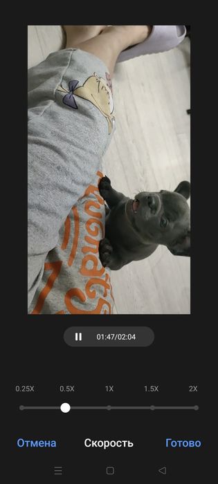 Французский бульдог