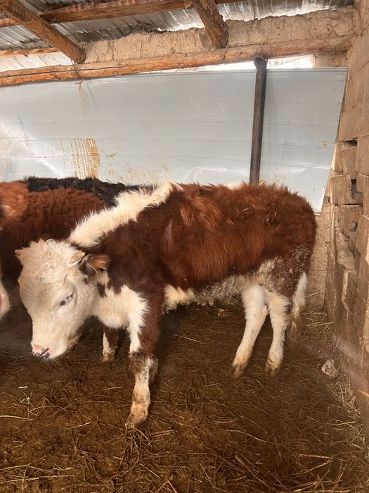 Продам тёлочек.