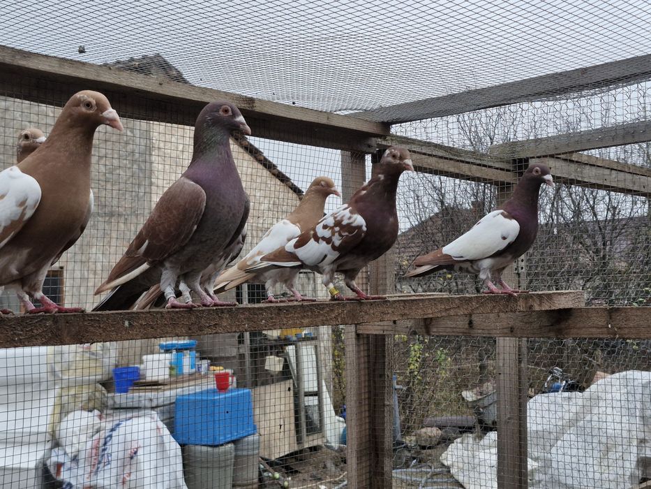 Porumbei de vânzare din poze !