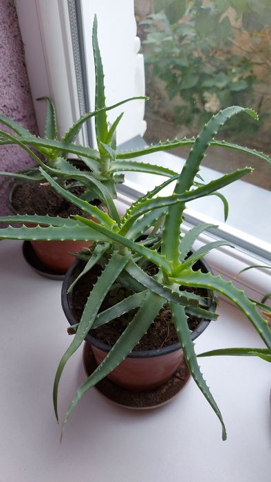 Алоэ лекарственное