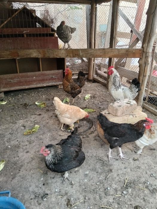 Тауыктар сатылады