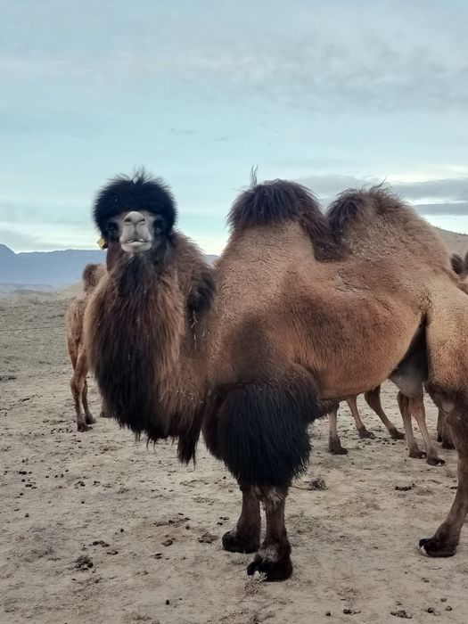 Мәскеулік транссексуал иесі интимдік кездесулерді ұсынады