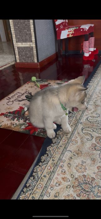 Серебристый голубоглазый мальчик хаски