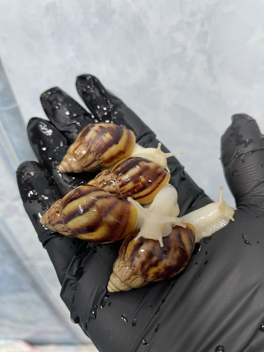 Optomga arzonga ideal bogan Ulitkala 4-5 sm