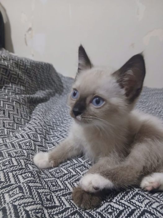 Отдам котенка мальчика