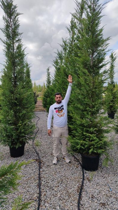 Chiparos Leylandii, leylandii cupressus, Gard viu etc