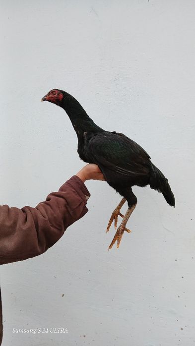 Дакан семейка сатылады