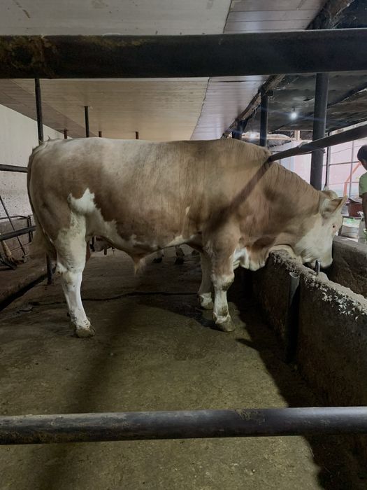 ,,Австралийский Симментал’’