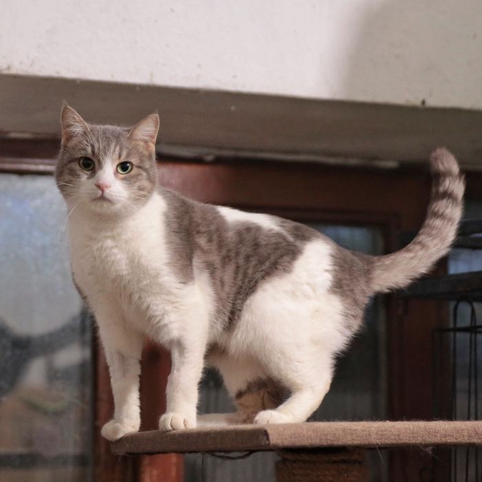 Полупородистые КоШечки