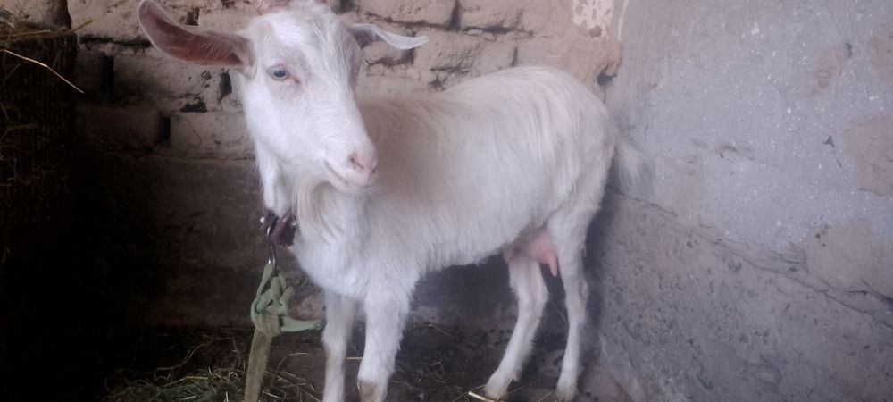 эчки она бола сотилади