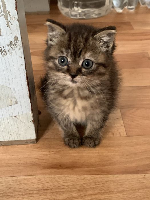 Отдам котенка девочка