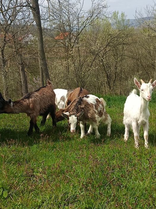 Disponibile Ieduțe+Țapisor