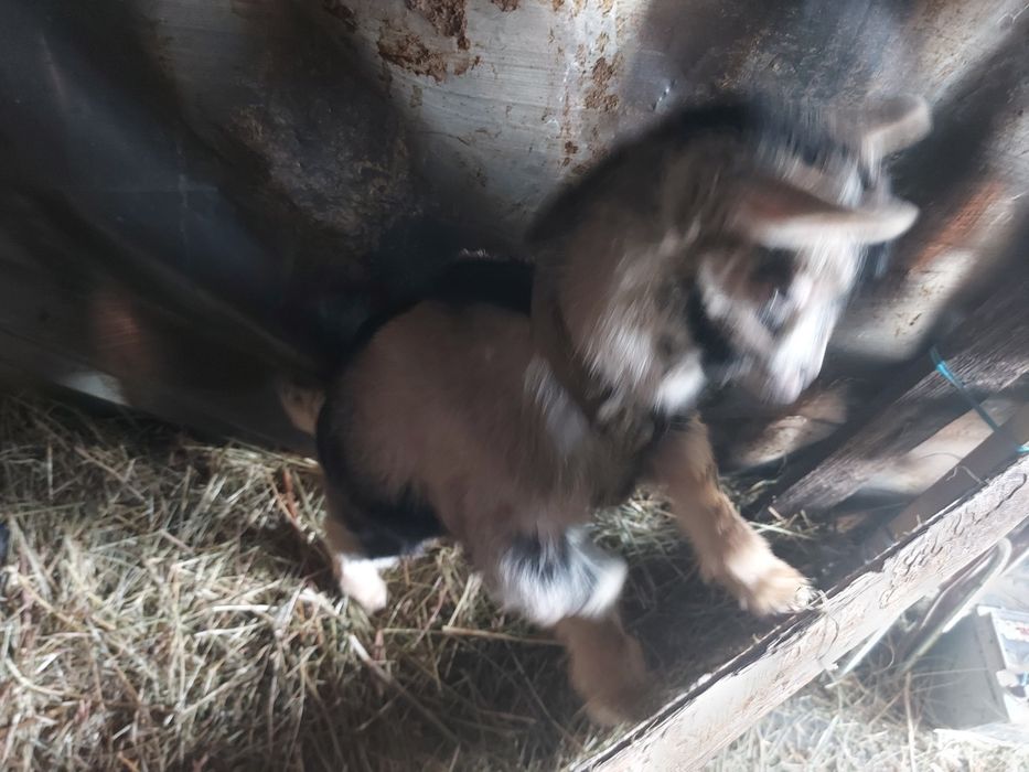 Vând 4 capre cu tap