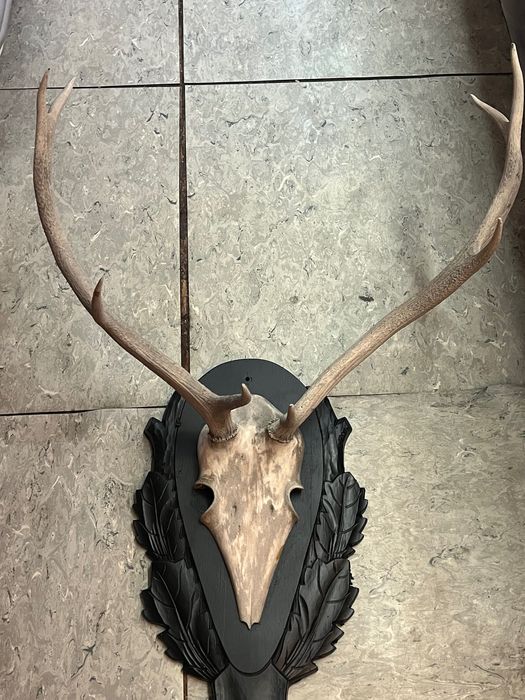 Трофеи от антилопа Елен, Гну и Антилопа цените са за брой