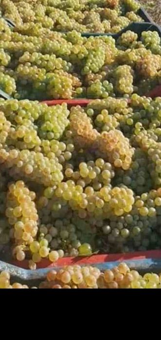 Vând struguri de vin
