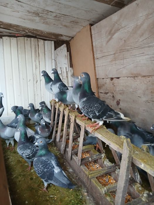 Vând sau schimb porumbei