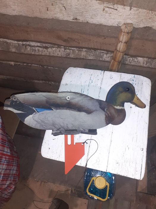 Продам чучела уток