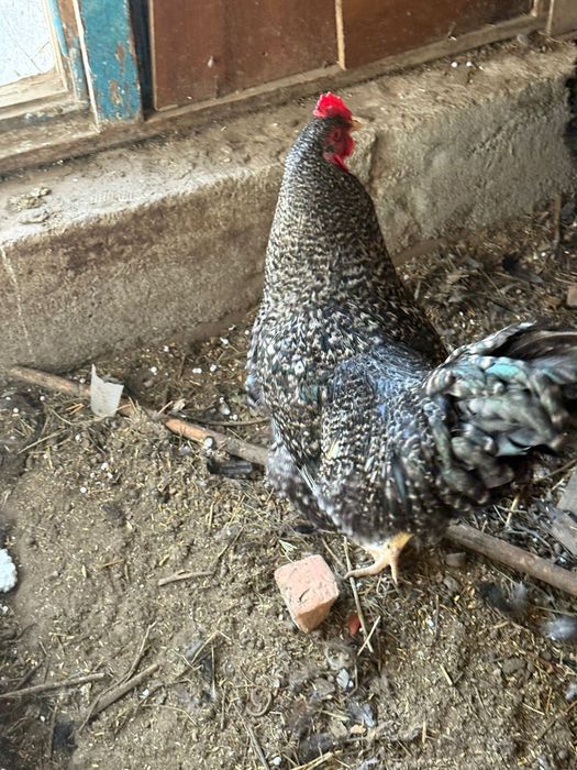 Курицы породистые