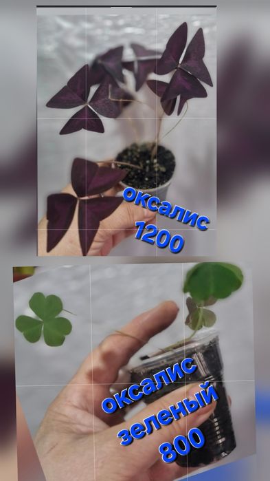 Цветы на продажу