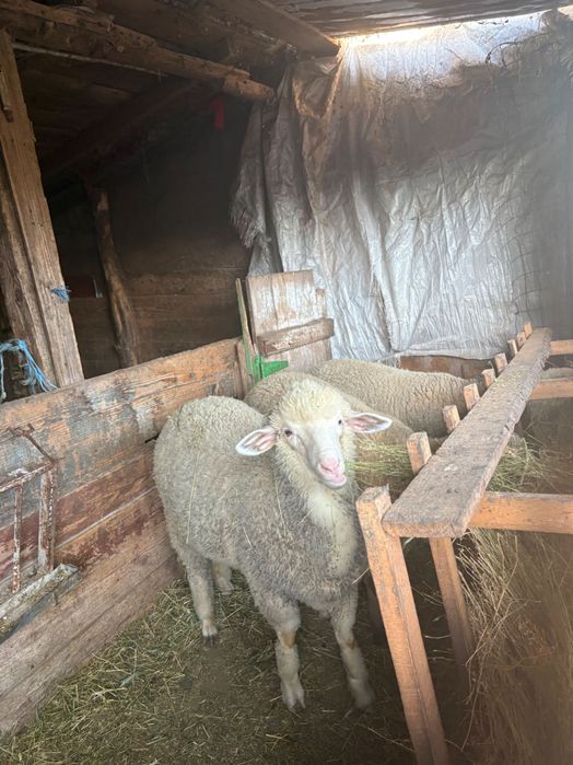 Miei de vânzare