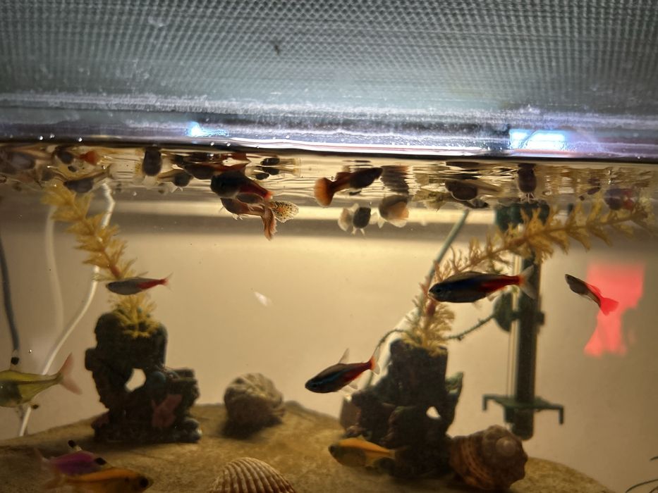 Peștii guppy adulți cât și puii
