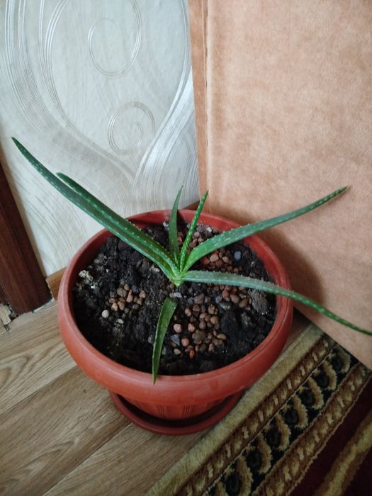 Продаются растения