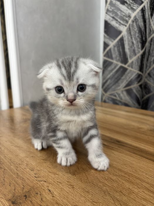 Шотландский вислоуха марғаулар сатылады.