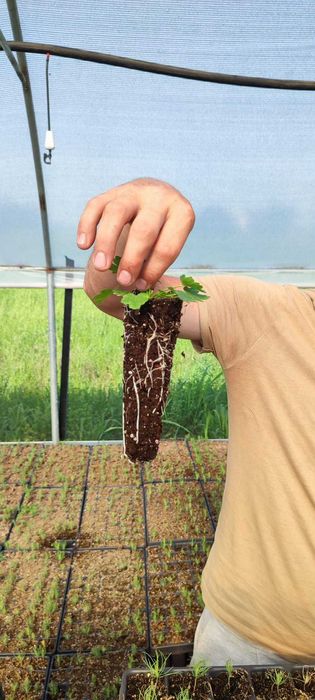 Vând alveole pentru puieți forestieri