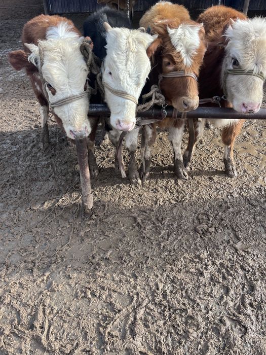 Бир жасар ургашы баспактар