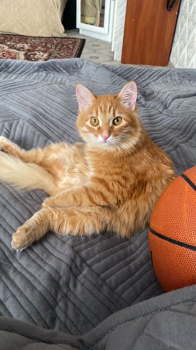 отдам в добрые руки