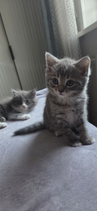 Отдам двух котят (девочки)