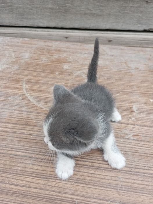 Продажа котят месячные