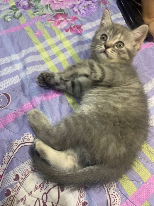 Чистокровный Шатланский скотиш страйт  от правильной вязки.