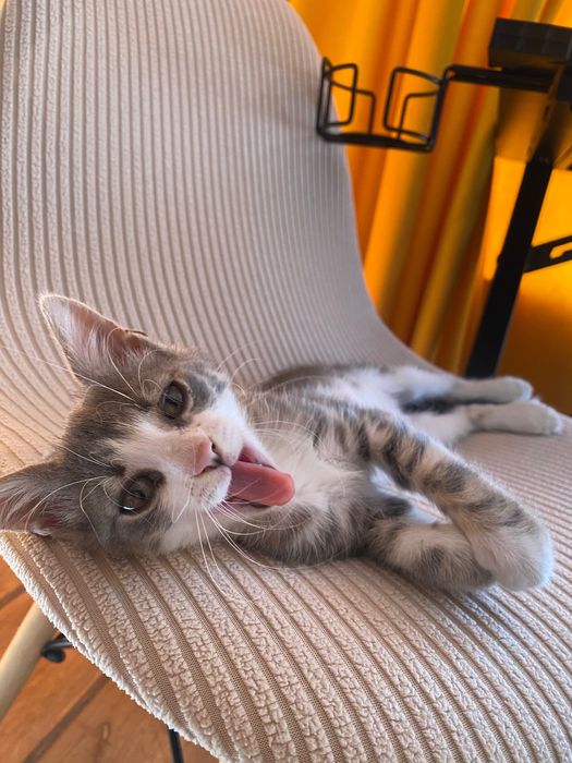 Котенце 2 месеца, момче