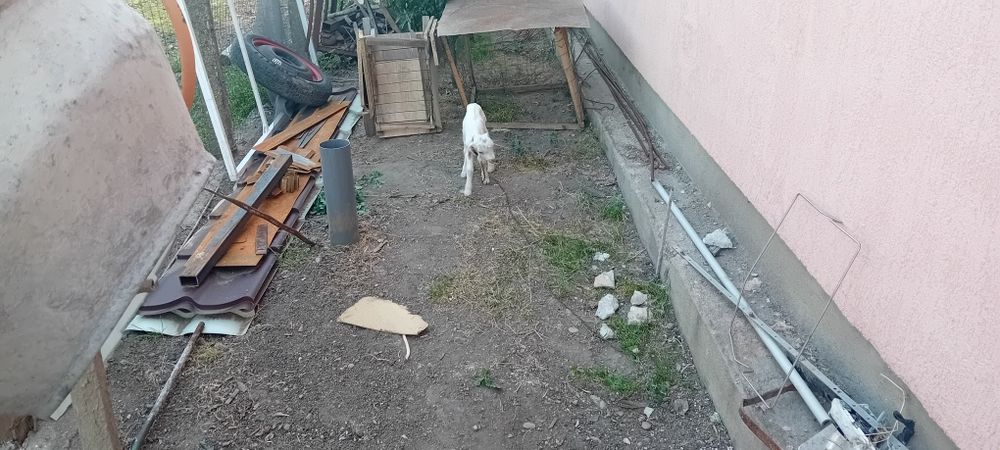 Vând ied pt biberon