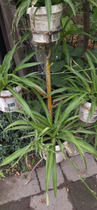 Продам недорого комнатные цветы