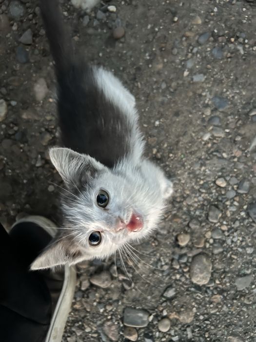 Срочно очень отдам котят