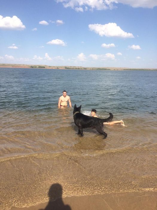 Продам щенят немецкий овчарка