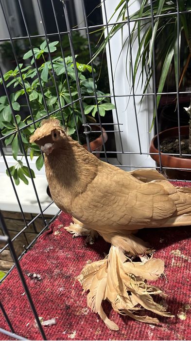 Көгершін/Голуби.