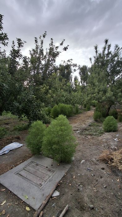 Uchastka sotiladi 12 sotix