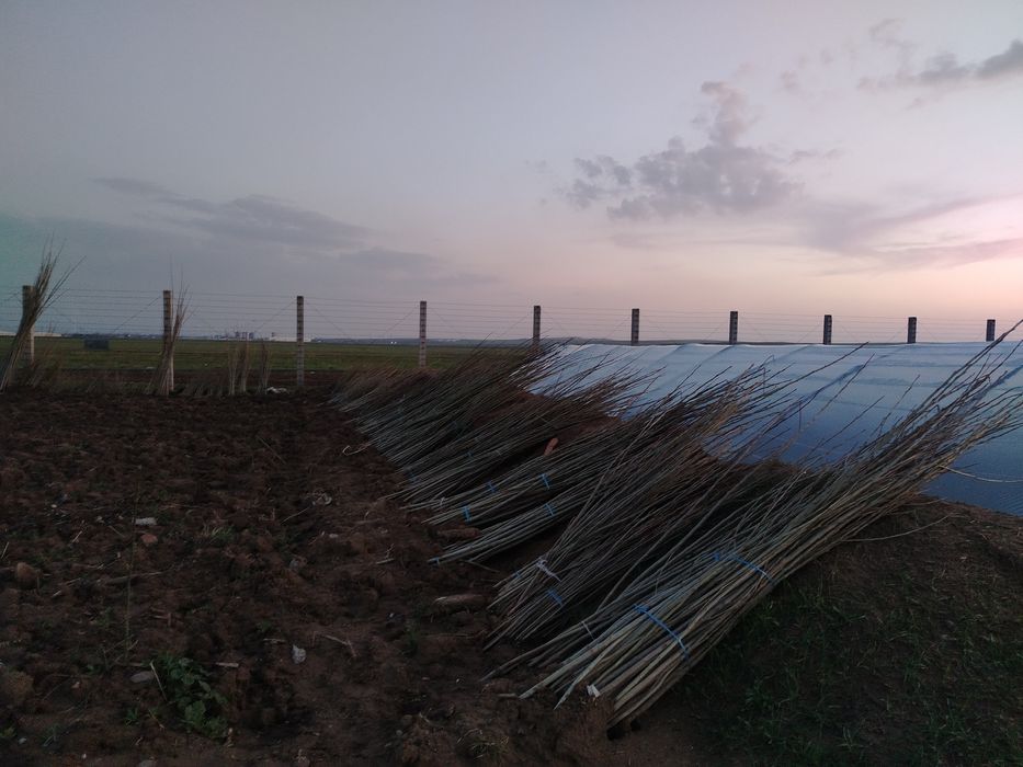 Терак ку́чатлар сотилади