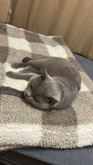 Британска късокосместа