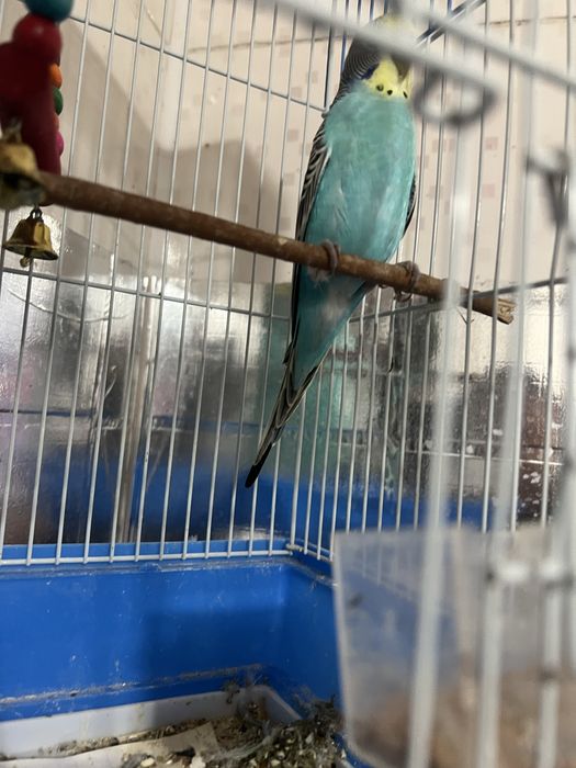 Продам попугай в месте клеткой